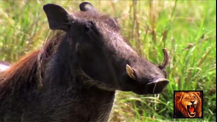 World of Wild Animals - Lions Horrible Attack [ 2014 Compilation ] - YouTube