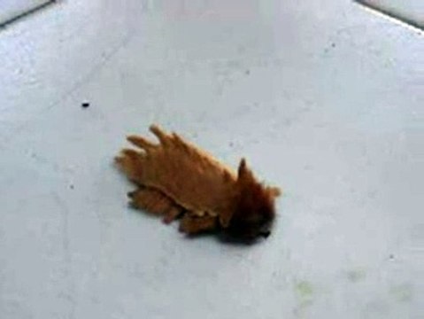 Что это за существо