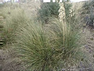 Une plante qui servait à quelques choses . نبات الديس