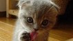 Funny and Adorable Kittens Compilation - Super funny kittens compailations - Funny animal fails - Hilarious fail video