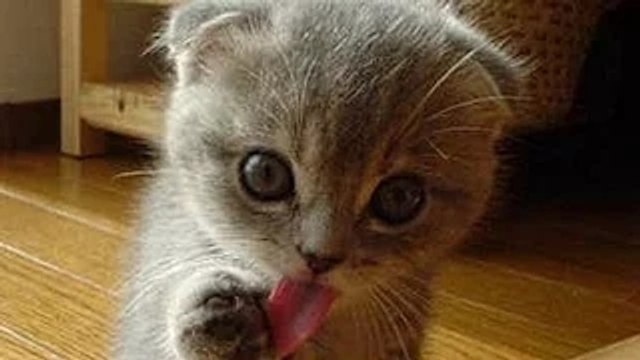 Funny and Adorable Kittens Compilation - Super funny kittens compailations - Funny animal fails - Hilarious fail video