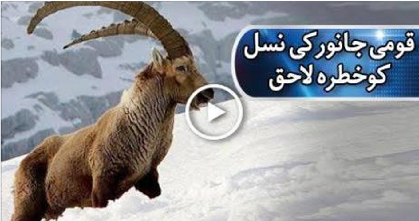 مارخور کے لیے موت کی وادیاں - Qoami Janwr Khatry mai