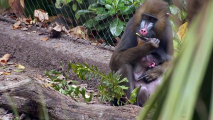 New Mandrill Baby at the Houston Zoo!