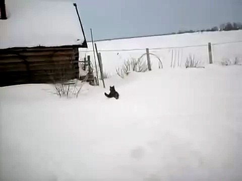 Кот ищет дичь на снегу