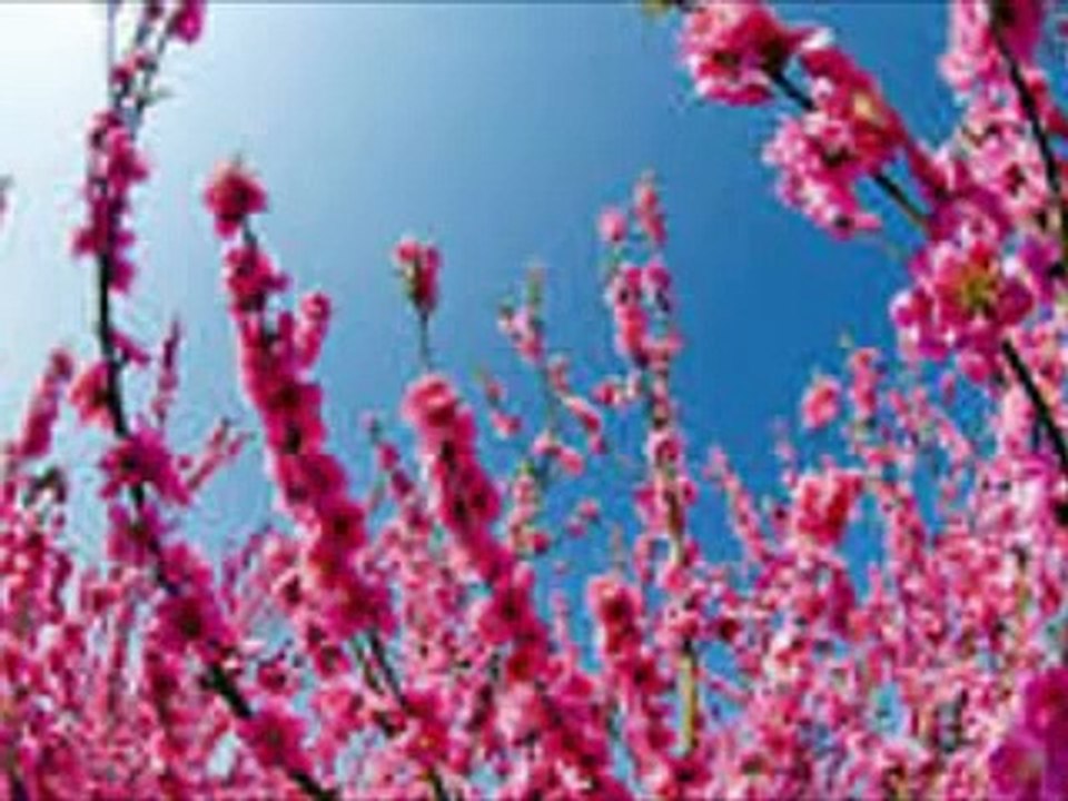 .....the Beauty of PLUM BLOSSOMS !