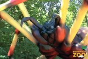 Xtreme BUGS Challenge - Orb Weaving Spider