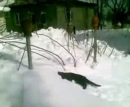 Кот который ищет мышнй в снегу