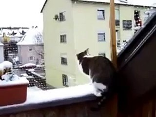 Кот на подокннике в зимний день