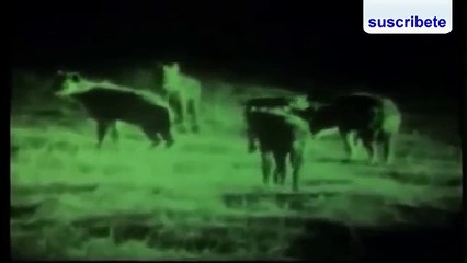 León salva Rinoceronte Bebe de La Muerte (Funny Videos 720p)