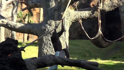 Video Wednesday׃ Chimpanzees Enjoy a Chilly Morning