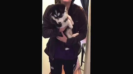 Cucciolo di husky riesce a parlare