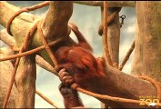 Orangutans Going Ape at Brookfield Zoo