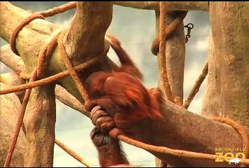Orangutans Going Ape at Brookfield Zoo