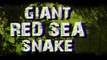 Giant snake caught in Red Sea