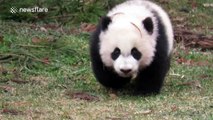 Giant panda cub enjoys its outdoor enclosure for the first time