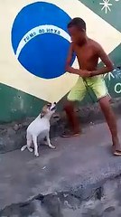 funny dance dog vs boy