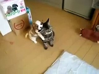 Смешное видео  Самый апатичный кот =