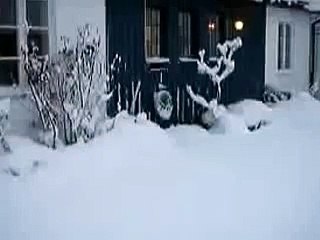 Кошка прыгает по снегу домой