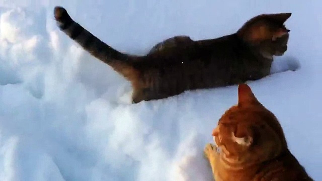 Рыжие коты играют в снежки