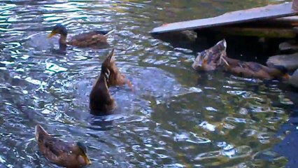 Как плавать кверху задом- Прикольные утки поплавки - водная акробатика на забаву зрителям