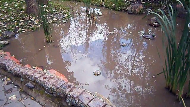 Пруд с искуственными уточками в парке имени А С Пушкина г. Саранск