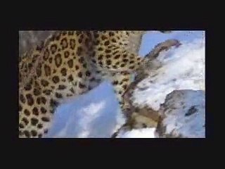 Amur Leopard