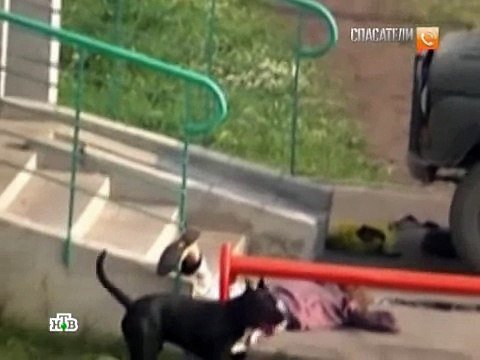 Собака нападает на людей