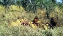 Lion vs Lions |Male Lion Fighting with 6 Lioness | Animal Attack 2015 HD