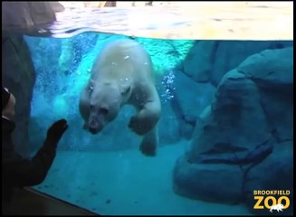 Polar Bears at Great Bear Wilderness