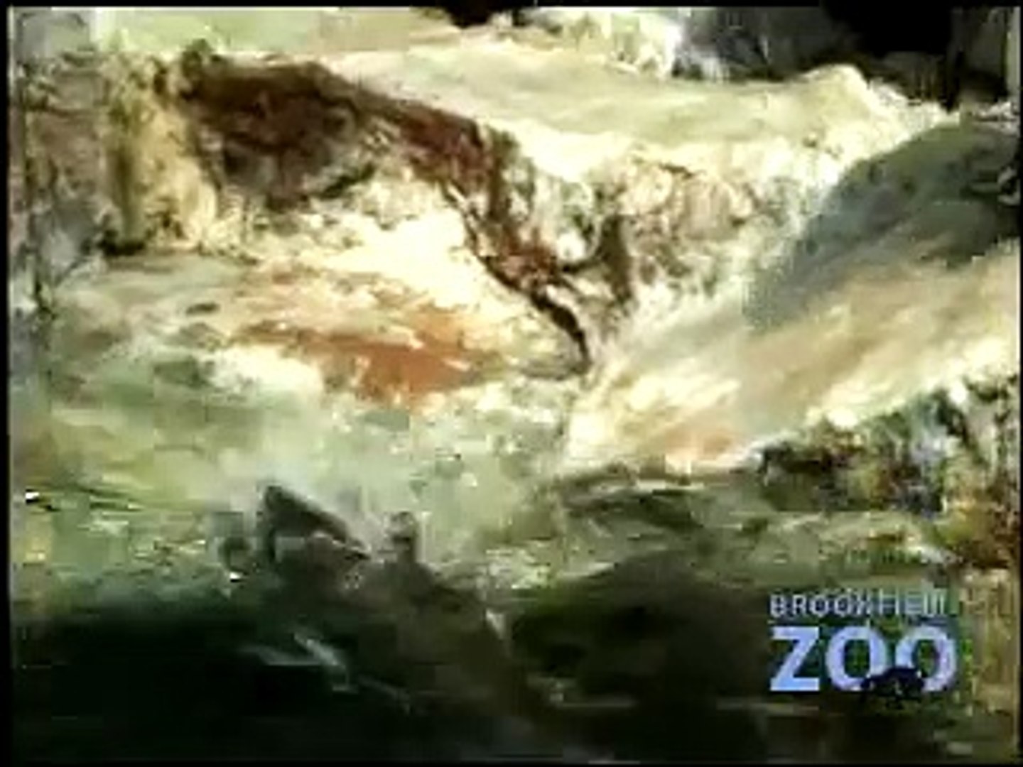 ⁣Humboldt Penguins at Brookfield Zoo