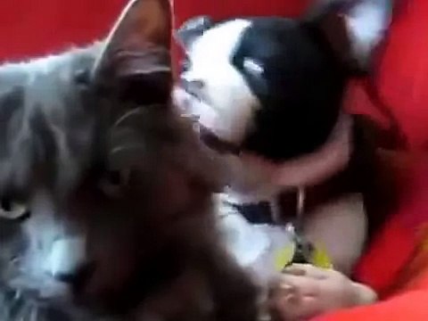 А собаке нравится когда ее лижит кот