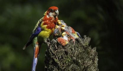 Pericos elegantes (Platycercus elegans)