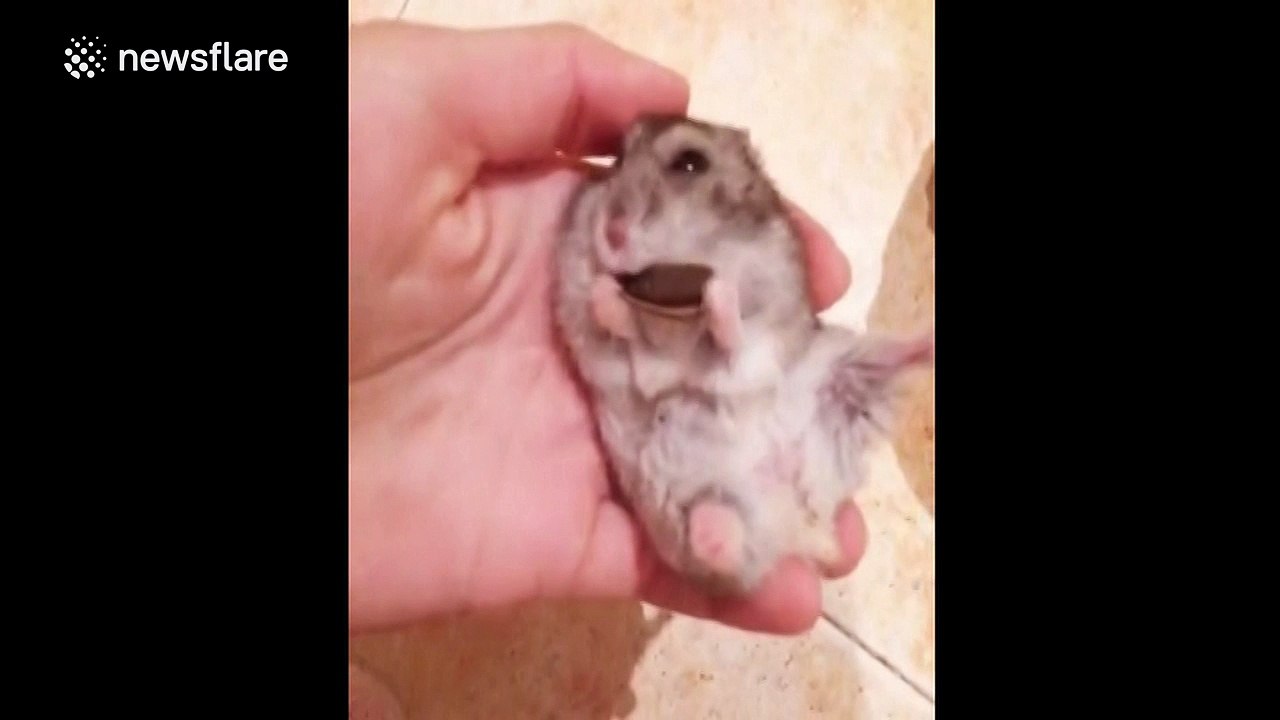 Tiny hamster eats sunflower seeds