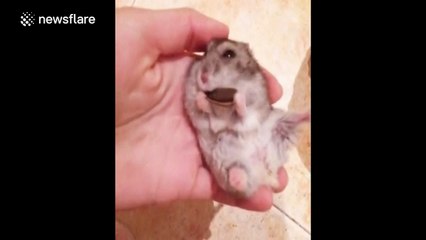 Tiny hamster eats sunflower seeds