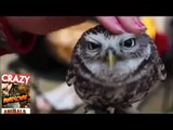 Cuteness Overload - Baby Animals Being Cute Animal Funny Video