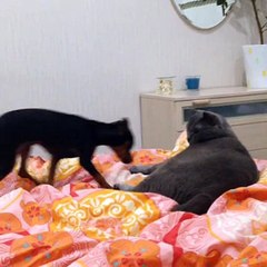 Отвращение (cat dont love dog)
