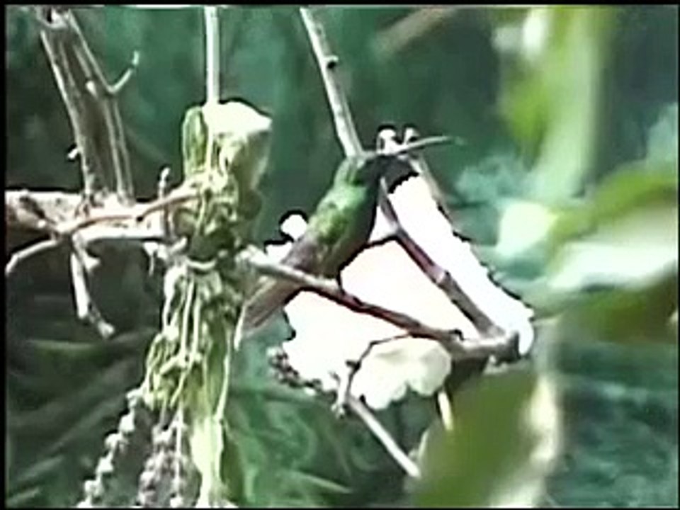 Hummingbird at Brookfield Zoo