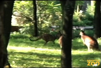 Time to Register for Zoo Run Run