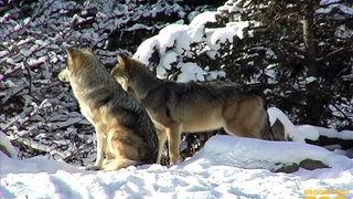 Mexican Gray Wolves in Snow at Brookfield Zoo