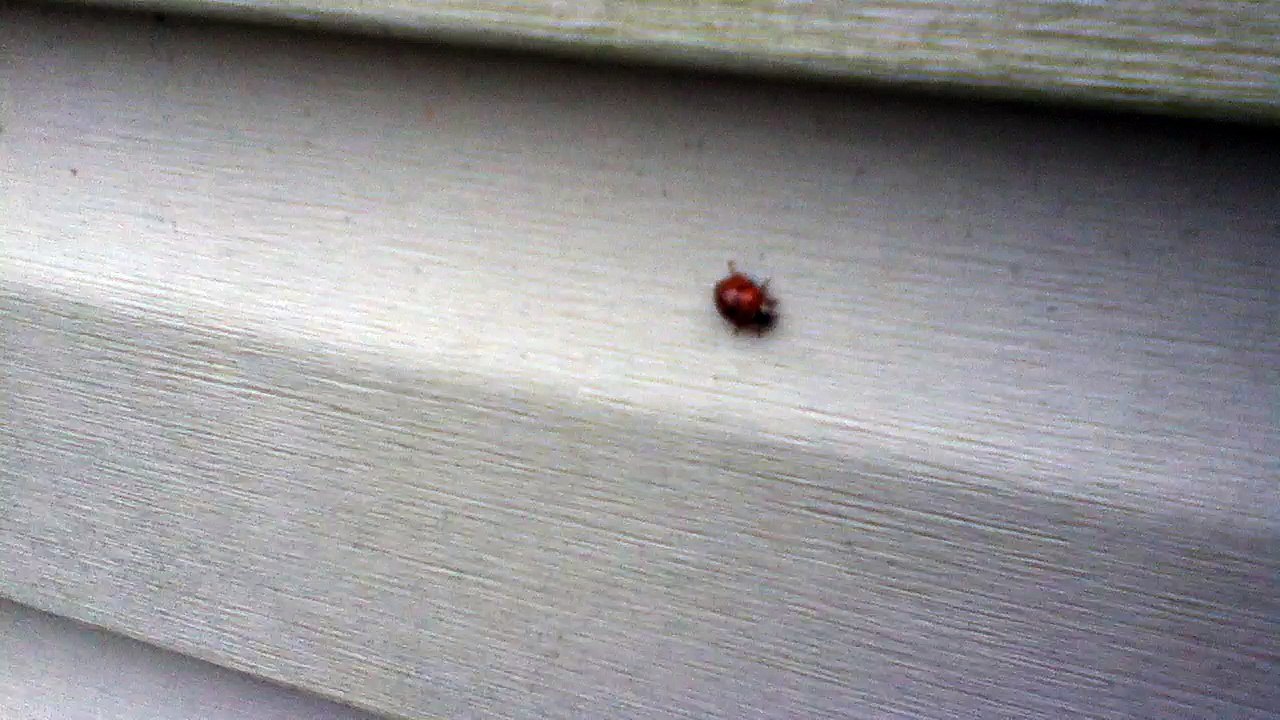 Z57 presents Ladybug