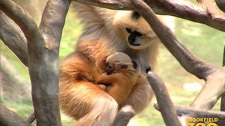New Baby Gibbon at Brookfield Zoo
