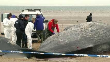 Sperm whale stranded on Hunstanton beach has died