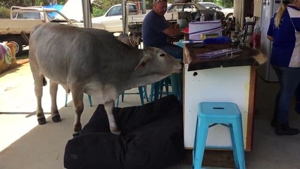Une vache squatte le coussin du chien