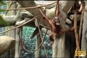 You Can Help Wild Orangutans