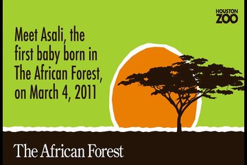 Meet Asali - Baby Giraffe at the Houston Zoo's African Forest
