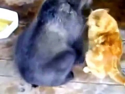 Медведь разозлил кота и тогда он ему дал по морде