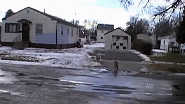 Собака напал на кота, лает не на того