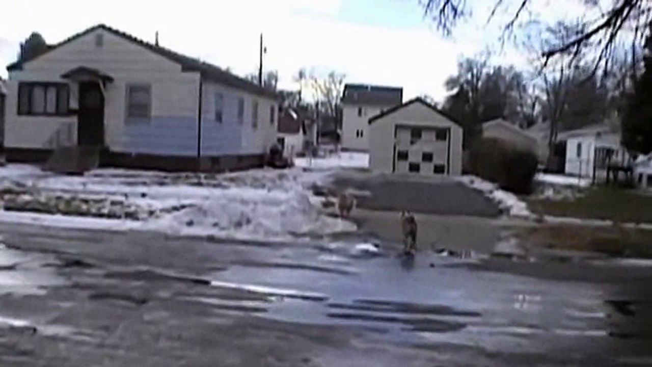 Собака напал на кота, лает не на того