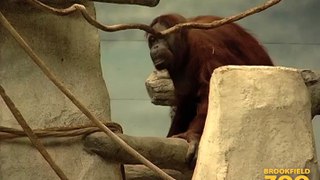 Maggie Orangutan Turns 51!