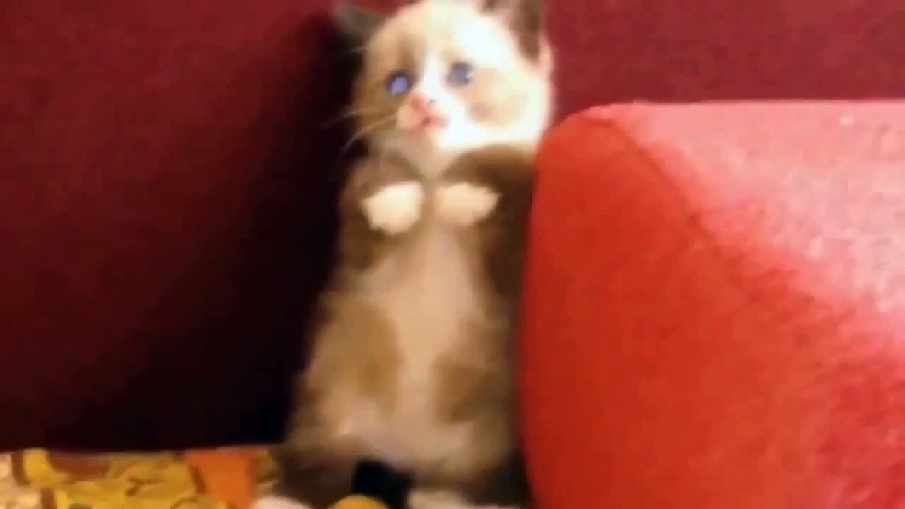 _Funny animals videos, Witzige Tiere Videos